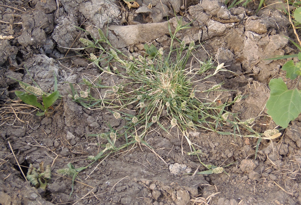 Image of Crypsis schoenoides specimen.