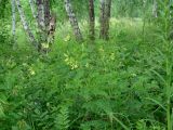 Astragalus propinquus