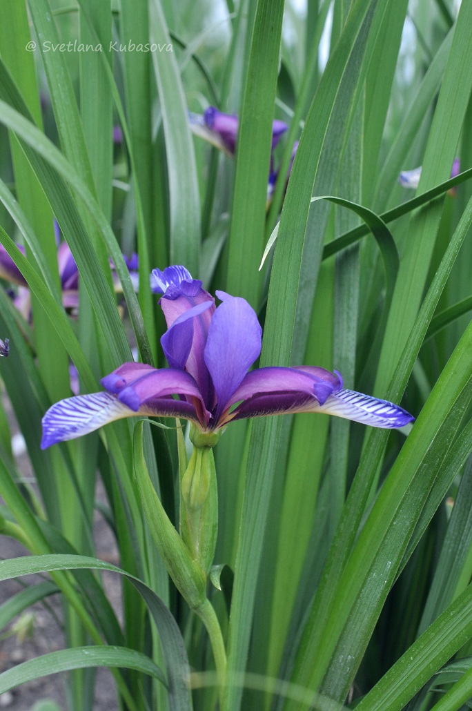 Image of Iris graminea specimen.