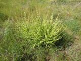 Salvia verbascifolia