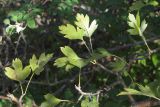 Crataegus pseudoheterophylla. Часть ветви со стерильными побегами. ЮВ Крым, окр. пос. Курортное, возле Лисьей бухты. 27.09.2017.