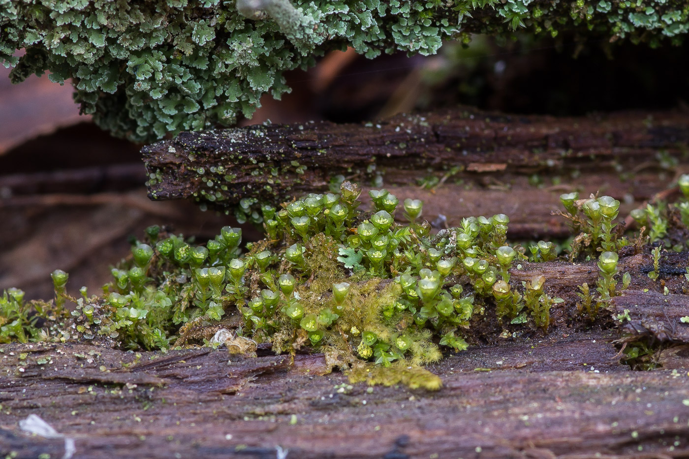 Изображение особи Tetraphis pellucida.