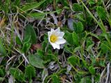 Dryas caucasica. Цветущее растение. Адыгея, Фишт-Оштеновский массив, гора Оштен, ≈ 2400 м н.у.м., альпийский луг. 06.07.2017.