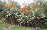 Aloe thraskii