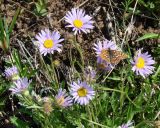 Aster alpinus