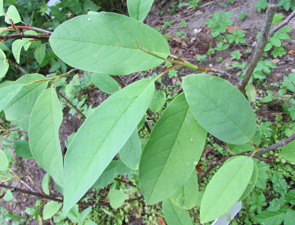 Изображение особи Magnolia wilsonii.
