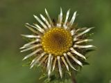 Carlina vulgaris