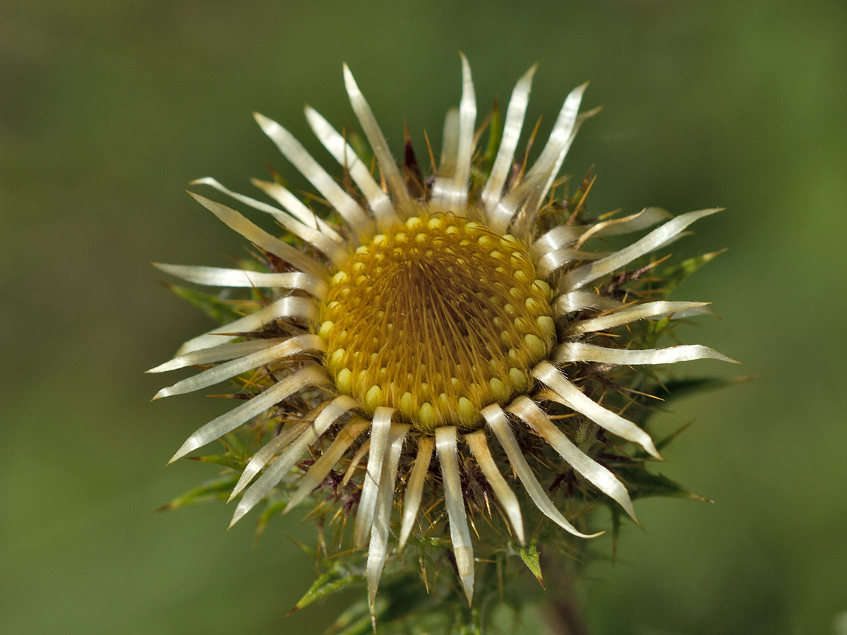 Изображение особи Carlina vulgaris.