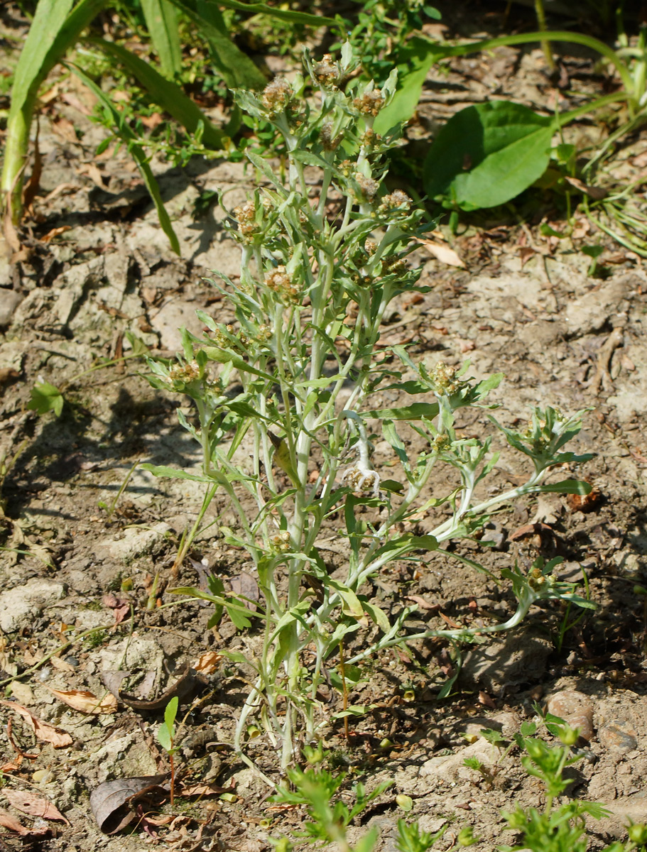 Изображение особи Gnaphalium uliginosum.