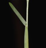 Stenotaphrum dimidiatum