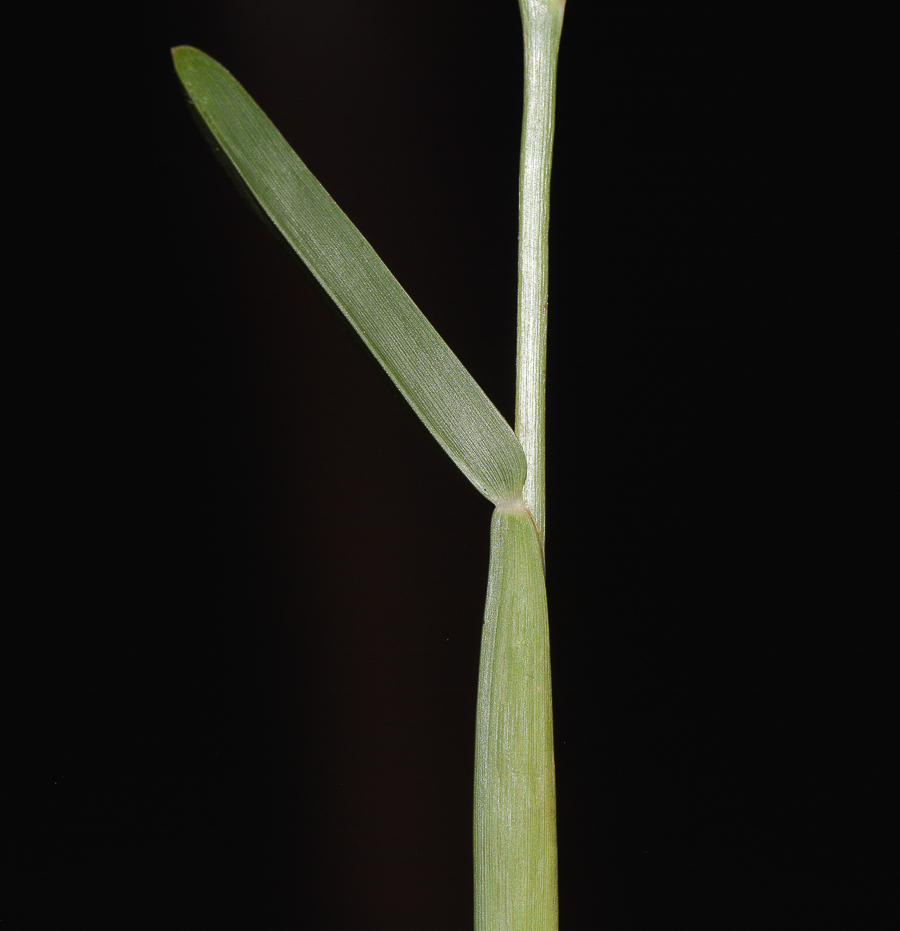 Изображение особи Stenotaphrum dimidiatum.
