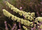 Spiraea hypericifolia