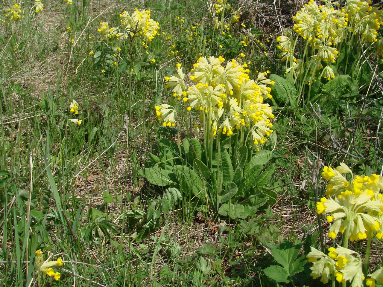 Изображение особи Primula macrocalyx.