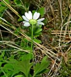 Pyrethrum parthenifolium. Соцветие. Карачаево-Черкесия, Тебердинский заповедник, осыпной склон у водопада Шумка. 31.08.2019.