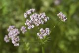 Valeriana officinalis