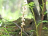 Pyrola incarnata