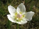 Parnassia palustris. Цветок. Нидерланды, провинция Groningen, национальный парк Lauwersmeer, сырой луг на месте осушенного морского залива. 20 июля 2008 г.