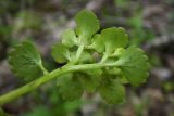 Chrysosplenium alternifolium