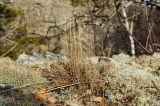 Campanula rotundifolia. Засыхающее плодоносящее растение в осенней окраске на камне в моховой подушке. Республика Башкортостан, Белорецкий р-н, Абзаковский сельсовет, окр. Белорецка, вершина горы Курташ, каменистая почва. 6 ноября 2021 г.