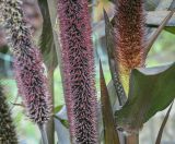 Pennisetum americanum