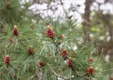 род Pinus