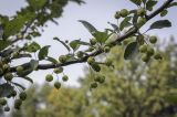 род Malus. Часть плодоносящей ветви. Москва, ГБС, Японский сад. 31.08.2021.