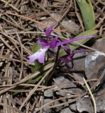 Orchis anatolica