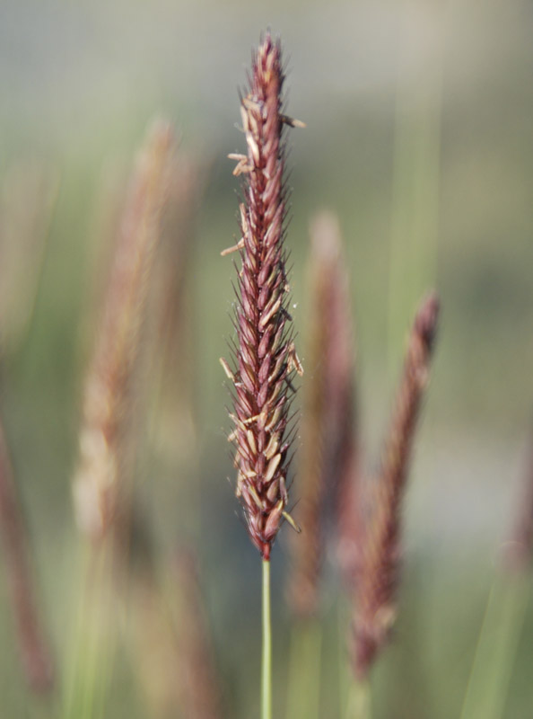 Изображение особи Hordeum turkestanicum.