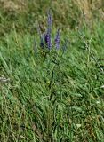 Veronica longifolia. Верхушка цветущего растения. Оренбургская обл., Кувандыкский гор. округ, окр. дер. Первое Юмагузино, луг. 05.07.2023.