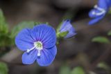 Veronica umbrosa