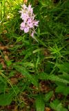 Dactylorhiza urvilleana