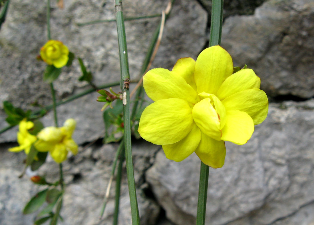 Изображение особи Jasminum mesnyi.