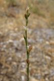 Bufonia parviflora