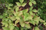 Rubus saxatilis