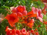 Campsis radicans. Соцветие. Краснодарский край, Черноморское побережье Кавказа, Новороссийск, Центральный округ, в озеленении. 10.07.2011.