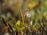 Andromeda polifolia. Повторно зацветшее растение. Мурманская обл., Североморский р-н, губа Грязная. 03.09.2011.