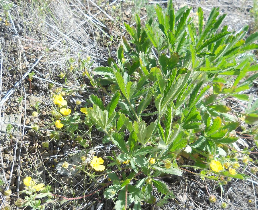 Изображение особи Potentilla heptaphylla.