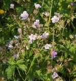 Geranium sylvaticum. Верхушка цветущего растения. Мурманская обл., Кандалакшский р-н, пос. Лувеньга, приморский луг на побережье Белого моря. 29.06.2010.