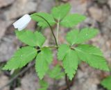 Anemone altaica