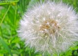 род Taraxacum