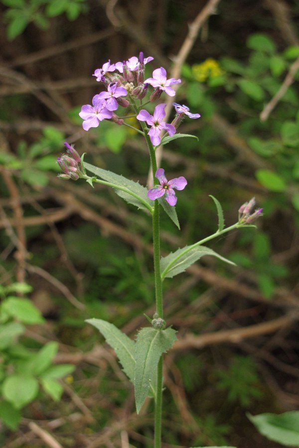 Изображение особи Hesperis pycnotricha.