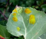 Populus nigra