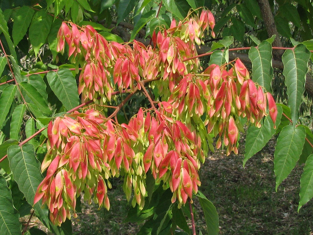 Изображение особи Ailanthus altissima.