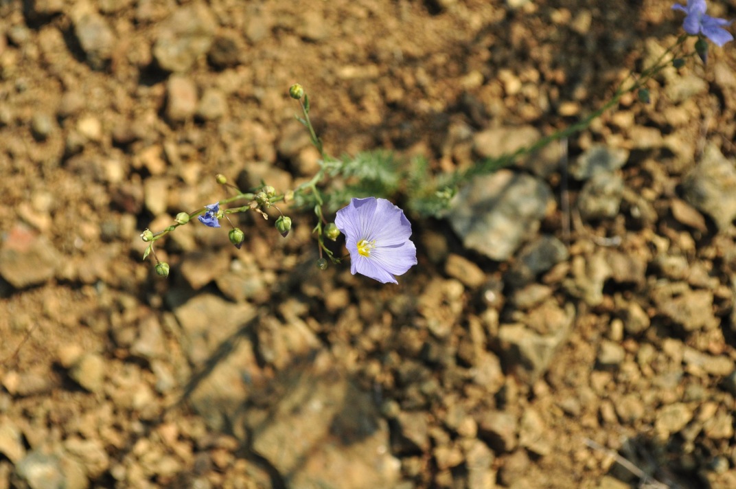 Изображение особи Linum perenne.