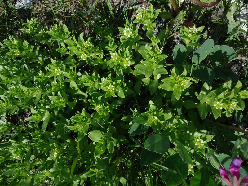 Изображение особи Honckenya peploides ssp. major.