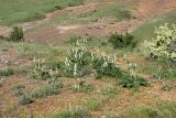 Phlomoides speciosa. Зацветающие растения. Южный Казахстан, хр. Боролдайтау, ущ. Кенозен. 22.04.2013.