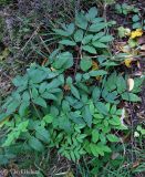 Angelica sylvestris