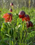 Fritillaria meleagroides