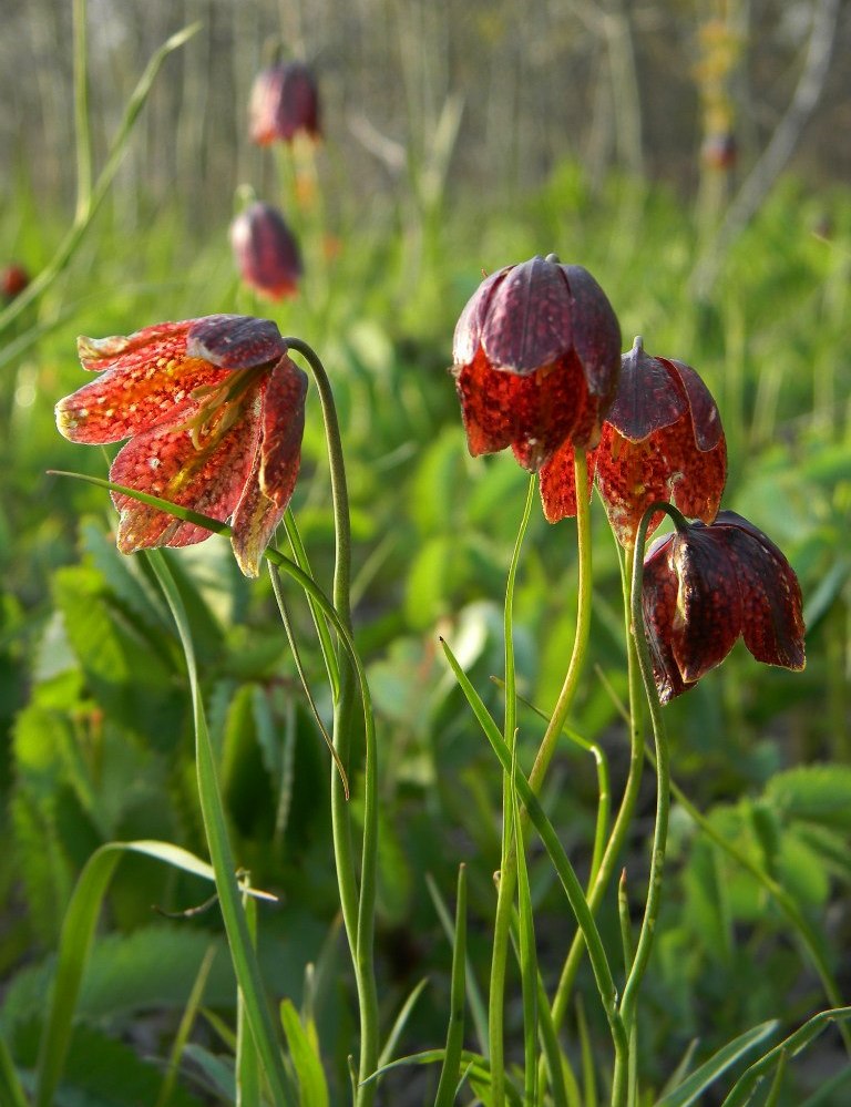 Изображение особи Fritillaria meleagroides.