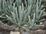 Euphorbia arbuscula